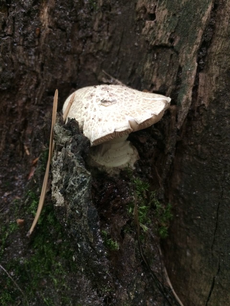 mushroom, fungus, vegetable, plant, tree, close-up, growth, nature, no people, food, land, toadstool, forest, day, tree trunk, trunk, edible mushroom, wood - material, beauty in nature, outdoors, bark