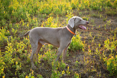 Side view of dog standing on field