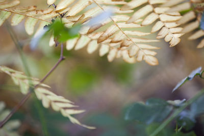 Close-up of fresh plant