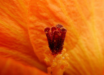 Full frame shot of flower