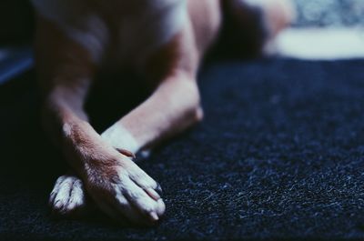 Low section of dog sitting on carpet