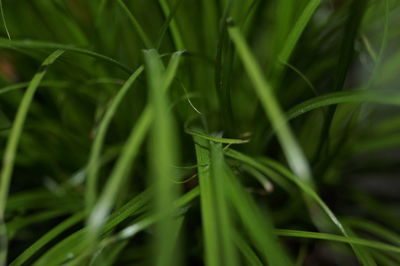 Close-up of green grass on field