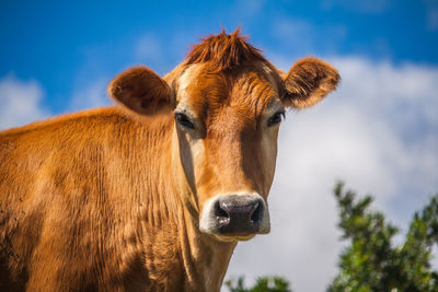 Close-up portrait of cow standing against sky