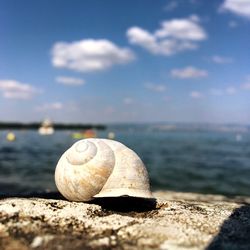 A seashell by the lake