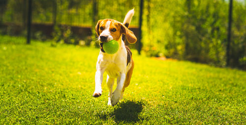 Dog running on field