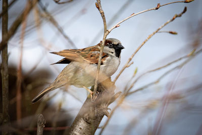 Close-up of bird perching on branch