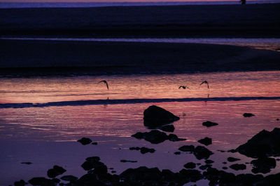 Silhouette birds on beach during sunset