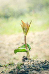 Cashew trees are used for illustrations in agriculture