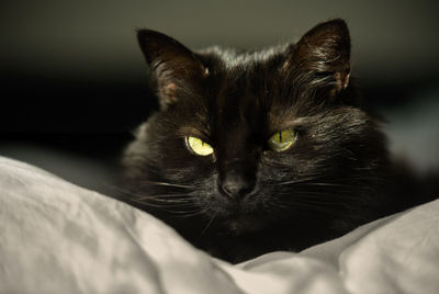 Close-up portrait of a cat