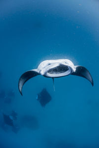 Wide angle view of a school of manta rays, in baa atoll ,madives