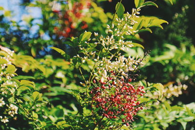 Close-up of red berries growing on tree