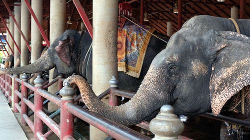 View of elephant statue against railing