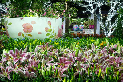 Close-up of pink flowering plants in garden