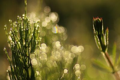 Close-up of plants against blurred background