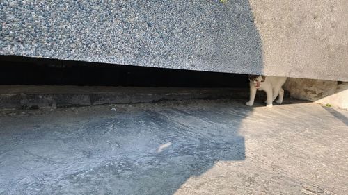 Low section of man standing on footpath by water