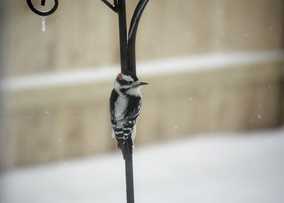 Close-up of wet bird in snow