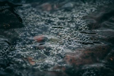 High angle view of swimming in sea