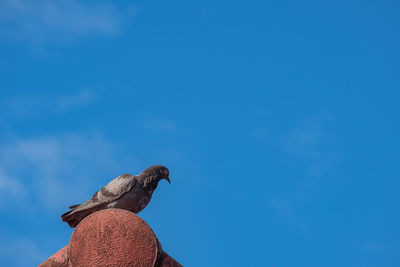 Low angle view of bird perching against blue sky