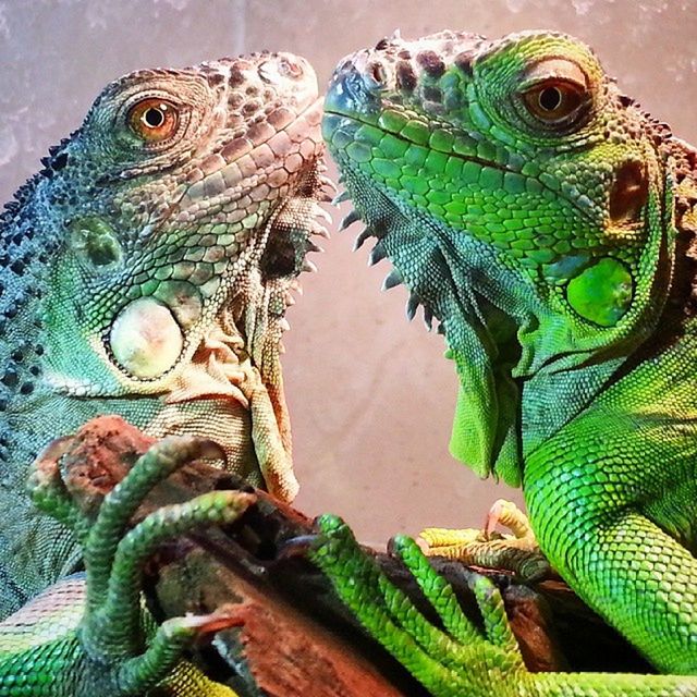 lizard, animals in the wild, animal themes, one animal, reptile, wildlife, close-up, green color, natural pattern, animal head, green, nature, peacock, focus on foreground, outdoors, no people, day, part of, beauty in nature, iguana