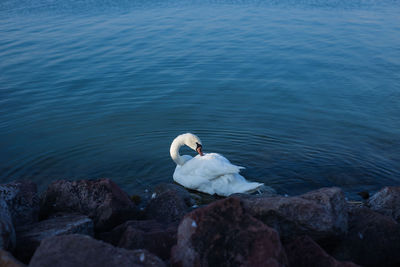 Swan swimming in lake