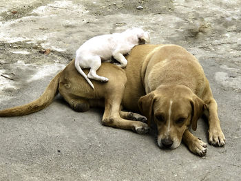 High angle view of dogs sleeping