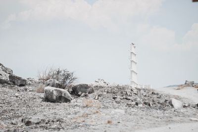 View of sheep on snow covered land