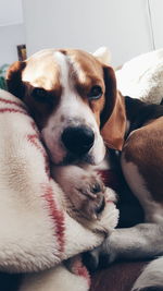 Portrait of puppy relaxing at home