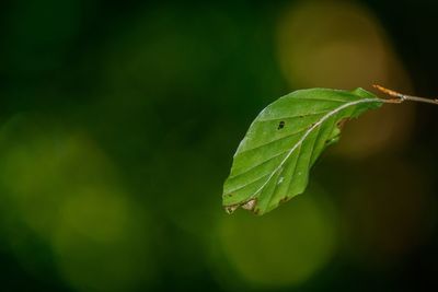 Close-up of fresh green leaf