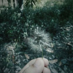 Close-up of hand holding dandelion against plants