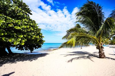 Palm trees on beach against sky