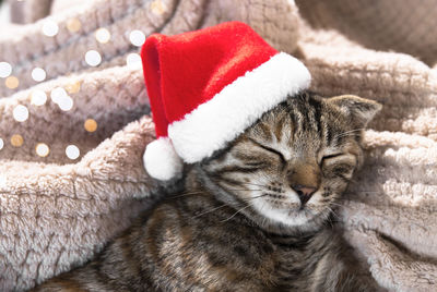 Sleeping kitten in a santa hat close-up. home pet in a costume for christmas.