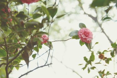 Close-up of pink flowers blooming on tree