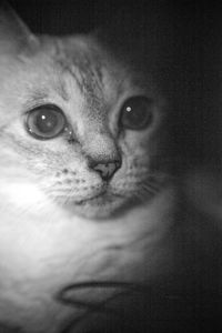 Close-up of cat