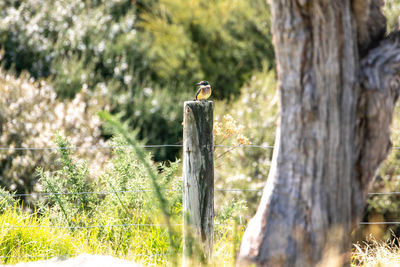 Close-up of bird perching on tree trunk