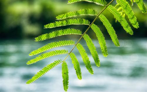 Close-up of fern leaves