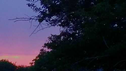 Low angle view of silhouette trees against sky at sunset