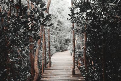 Footpath amidst trees in forest