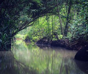 Scenic view of river in forest