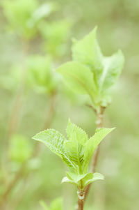 Close-up of plant