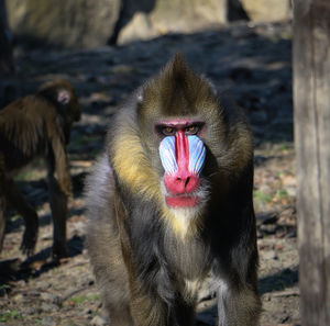 Portrait of a monkey