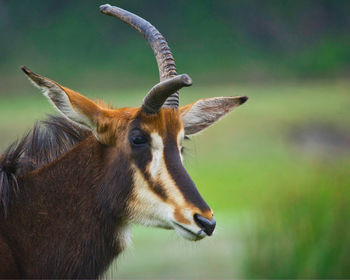 Heidekreis, germany,june 6, 2019, serengeti park, thomson gazelle, eudorcas thomsonii