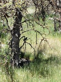 Tree in forest