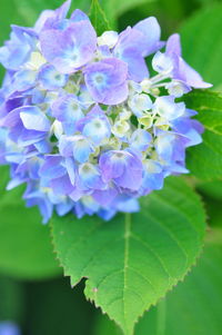 Close-up of purple flowers