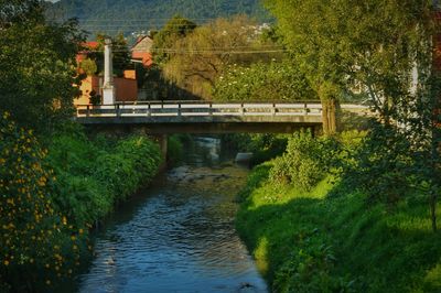 Bridge over river amidst trees