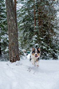 Dog running on snow covered land