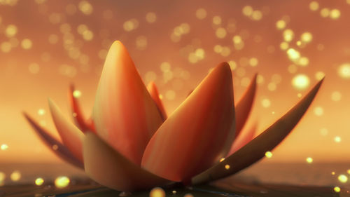 Close-up of illuminated plant