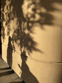 Shadow of trees on wall