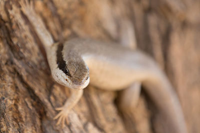 Close-up of lizard on tree trunk