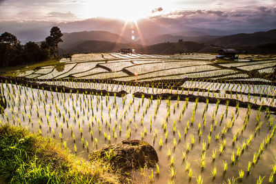 Scenic view of agricultural field against sky