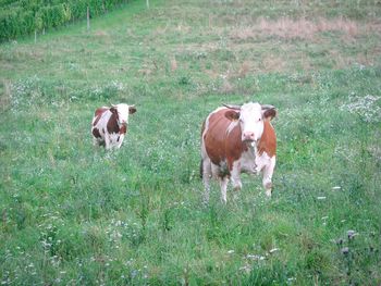 Cows standing in field